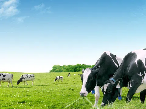 Mộc Châu Milk dự kiến tăng vốn lên 1.100 tỷ đồng, niêm yết trên Hose trong năm 2020 sau khi được Vinamilk mua lại